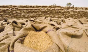 Pakistan Wheat Crisis 2026